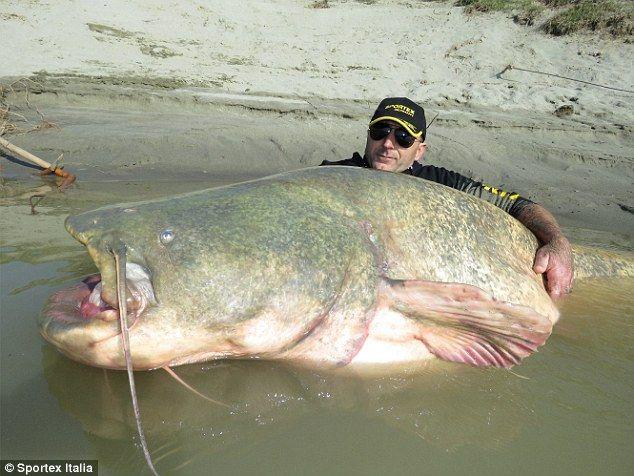 INCREDIBLE HUGE Giant European CATFISH PHOTOS