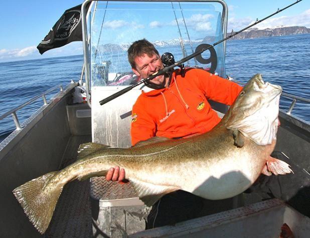 INCREDIBLE HUGE Giant European CATFISH PHOTOS