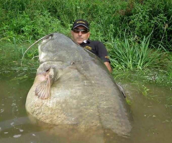 INCREDIBLE HUGE Giant European CATFISH PHOTOS