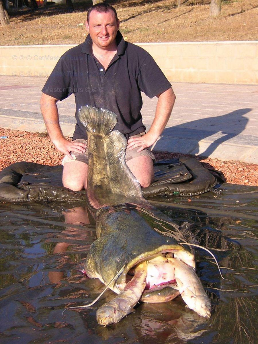 INCREDIBLE HUGE Giant European CATFISH PHOTOS