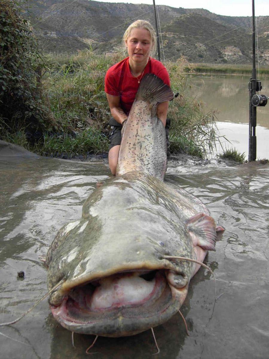 INCREDIBLE HUGE Giant European CATFISH PHOTOS