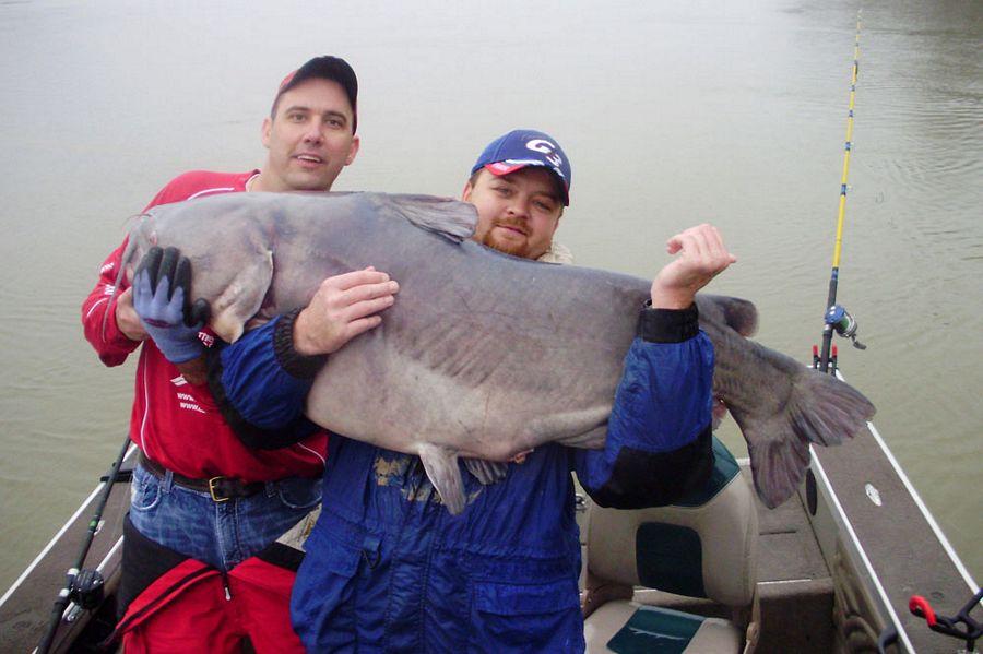 INCREDIBLE HUGE Giant European CATFISH PHOTOS