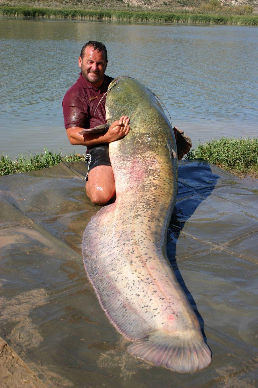 INCREDIBLE HUGE Giant European CATFISH PHOTOS