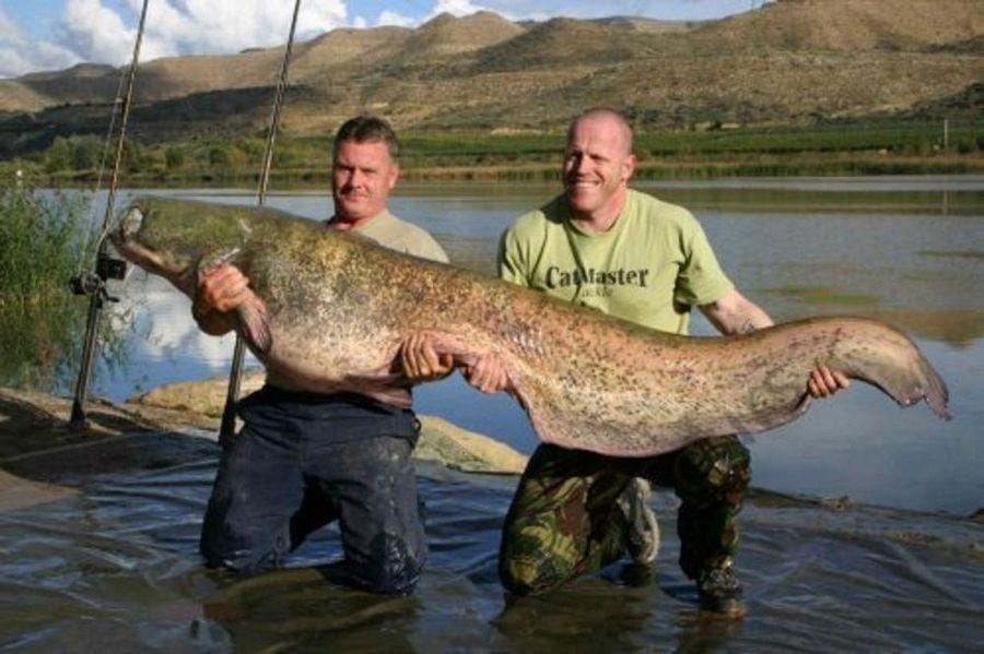 INCREDIBLE HUGE Giant European CATFISH PHOTOS