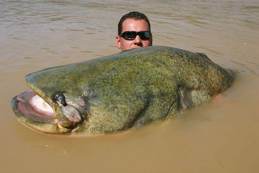 INCREDIBLE HUGE Giant European CATFISH PHOTOS