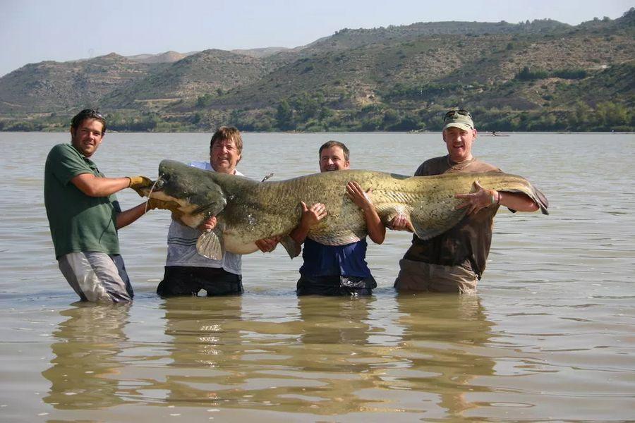 INCREDIBLE HUGE Giant European CATFISH PHOTOS