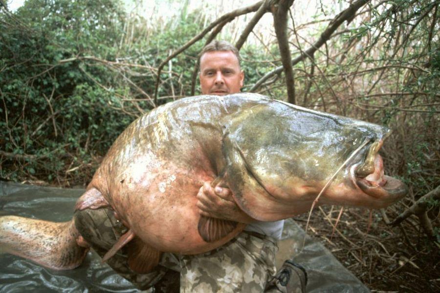 INCREDIBLE HUGE Giant European CATFISH PHOTOS