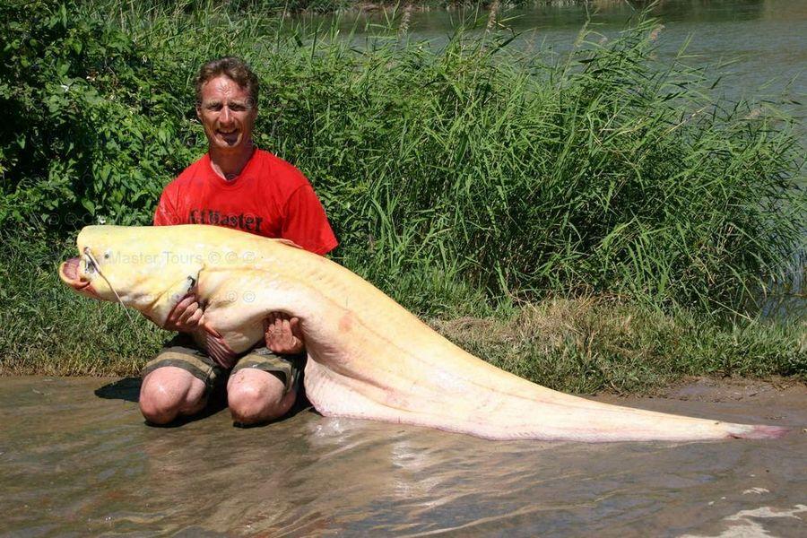 INCREDIBLE HUGE Giant European CATFISH PHOTOS