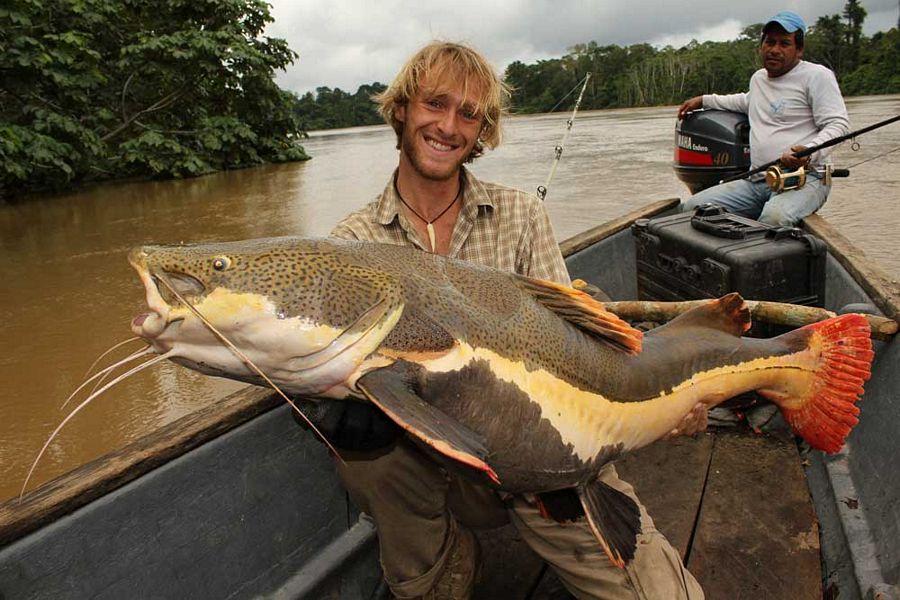 INCREDIBLE HUGE Giant European CATFISH PHOTOS