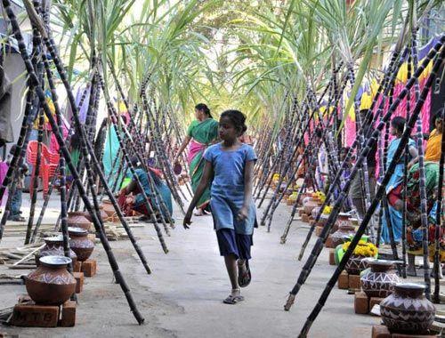 Makar Sankranti 2018 Celebrations Photos