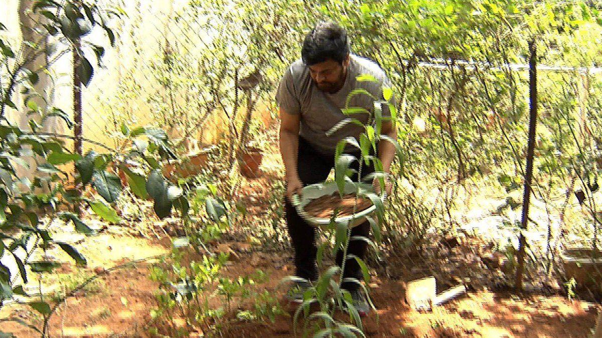 Megastar Chiranjeevi participating in Harithaharam Photos