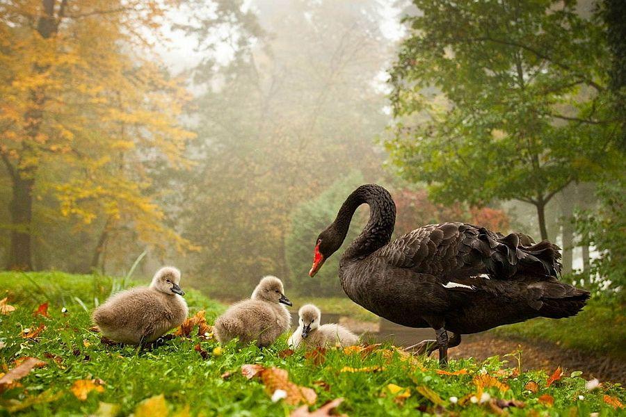 Most Beautiful Wallpapers of Animals