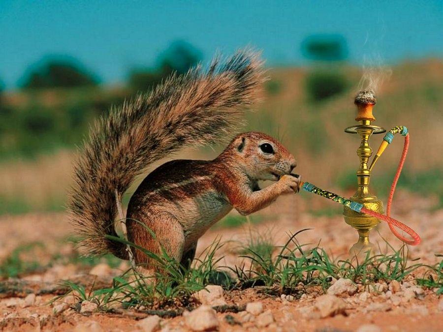 Most Beautiful Wallpapers of Animals