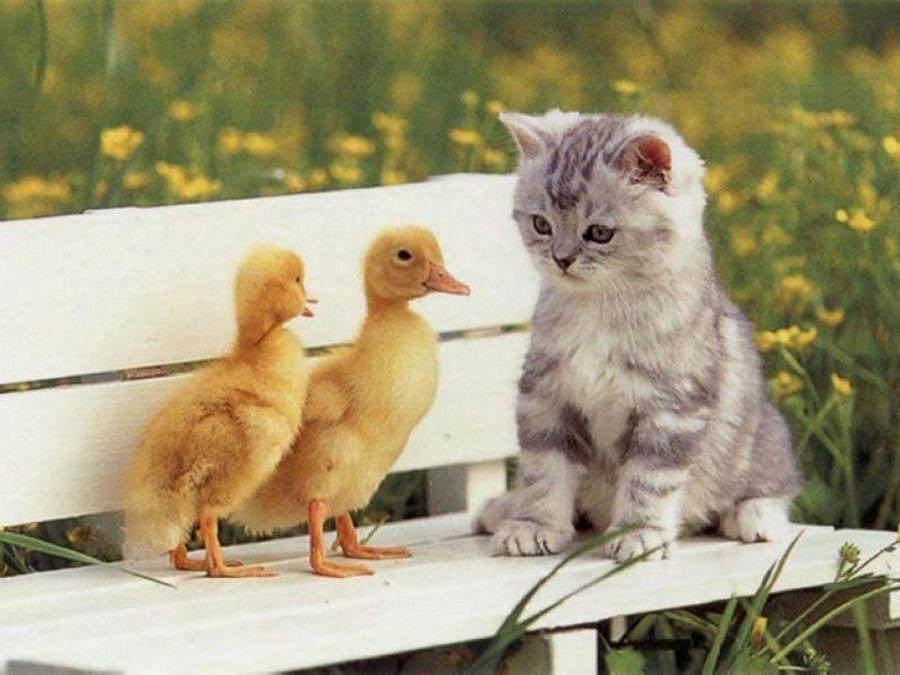 Most Beautiful Wallpapers of Animals