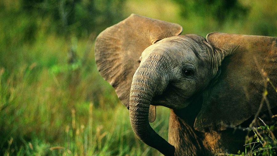 Most Beautiful Wallpapers of Animals