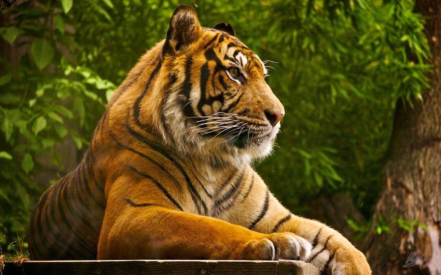 Most Beautiful Wallpapers of Animals