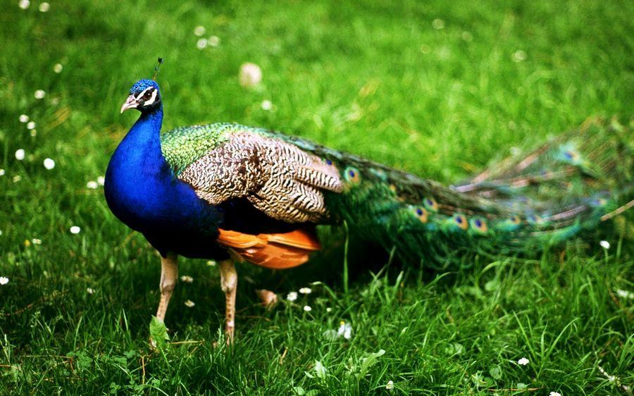 Most Beautiful Wallpapers of Animals