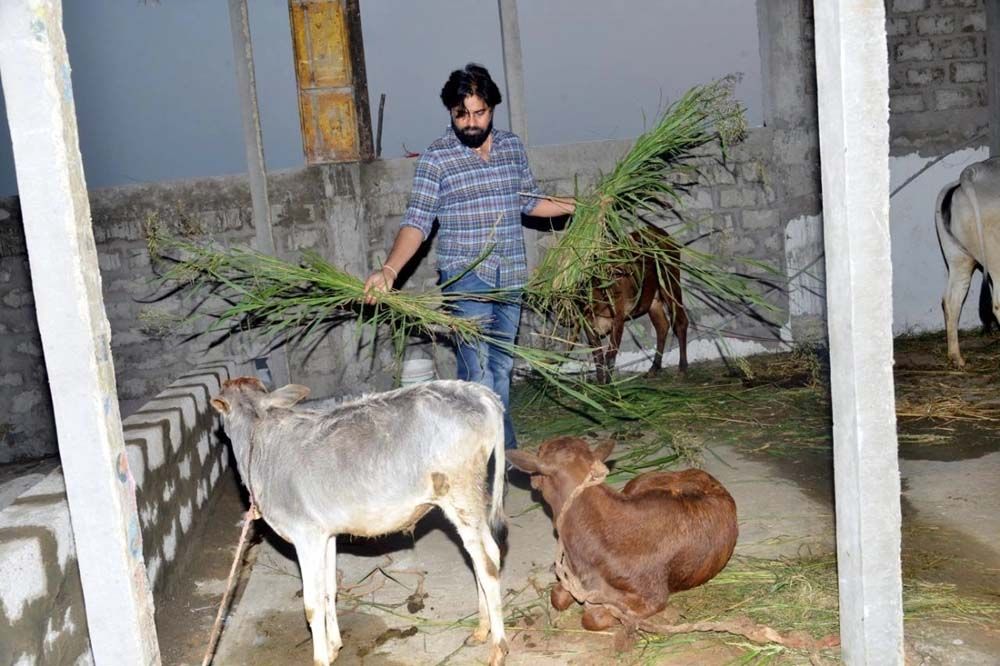 Pawan Kalyan Farm Work in His Farm House