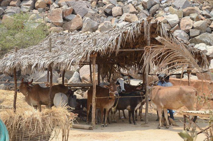 Rangasthalam Movie Latest Working Stills Released Today