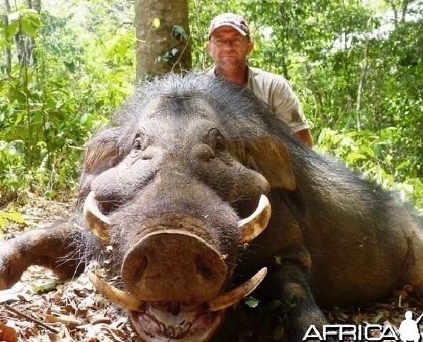 World Biggest Animals Rare Collection