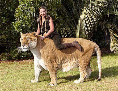 World Biggest Animals Rare Collection