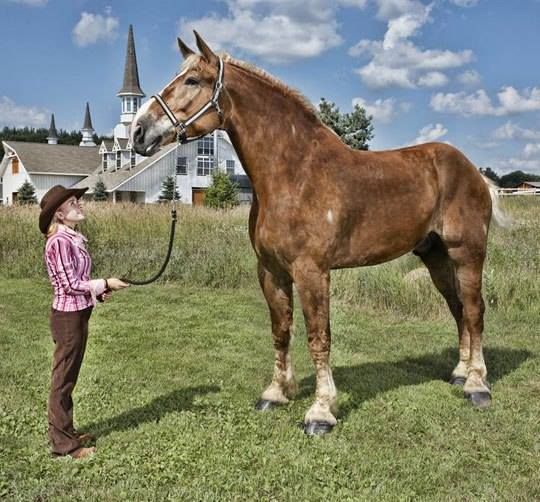 World Biggest Animals Rare Collection