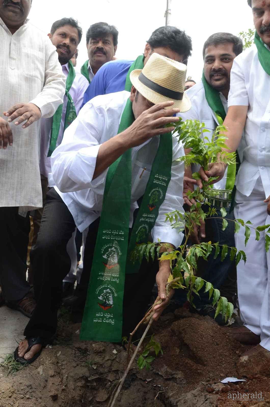 Adopt a Tree Challenge Program