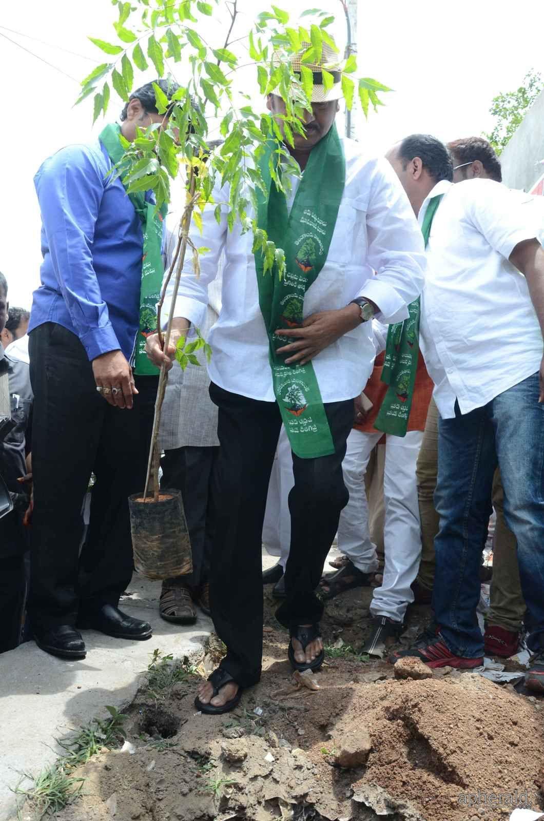 Adopt a Tree Challenge Program