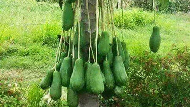Agricultural Unusual Happenings Photos
