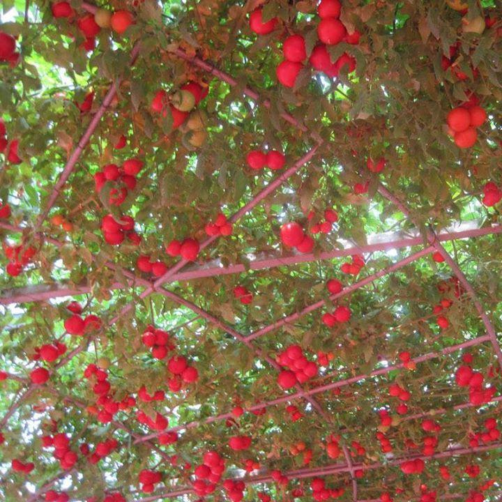 Agricultural Unusual Happenings Photos