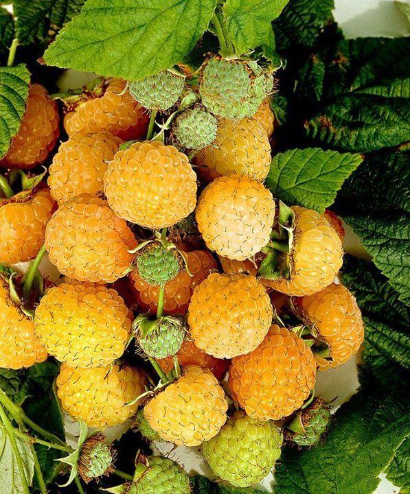 Agricultural Unusual Happenings Photos