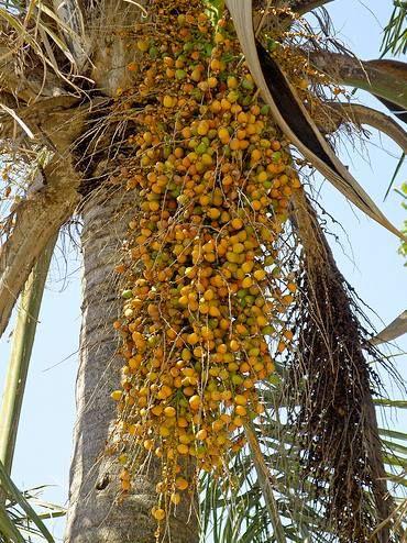 Agricultural Unusual Happenings Photos