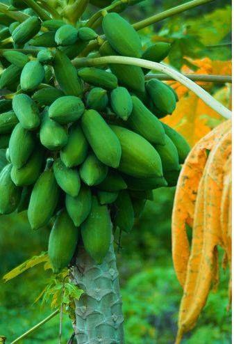 Agricultural Unusual Happenings Photos