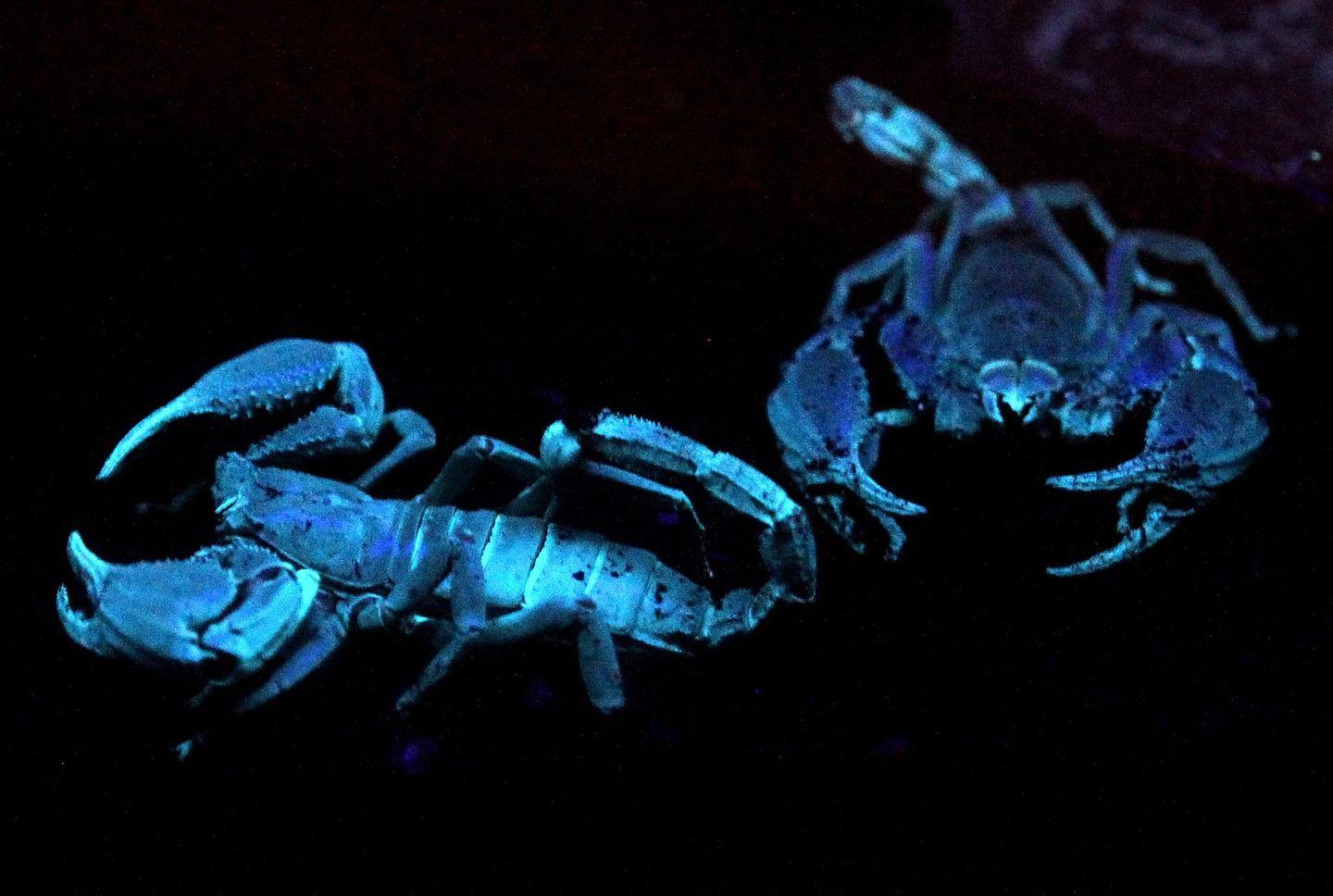 amazing animal wallpapers