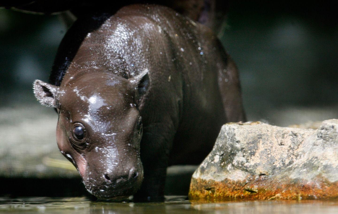 amazing animal wallpapers