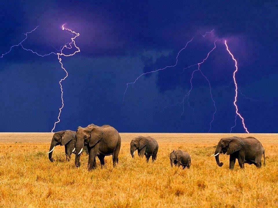 amazing wildlife animals Pics