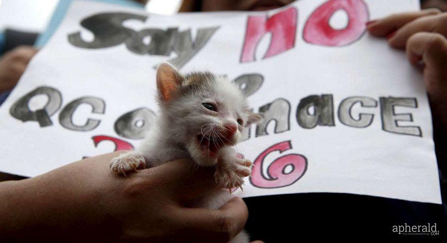 Animals Hd Wallpapers