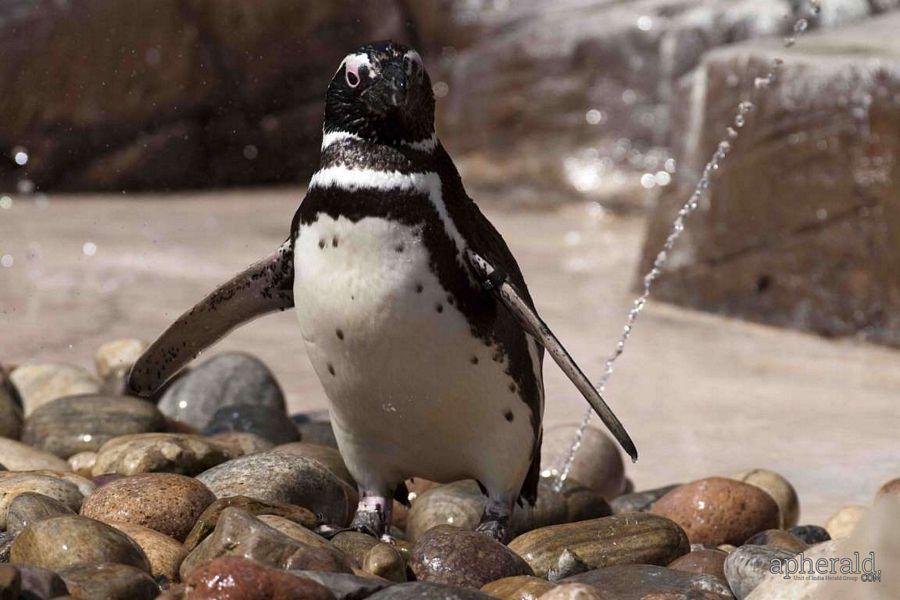 Animals Hd Wallpapers