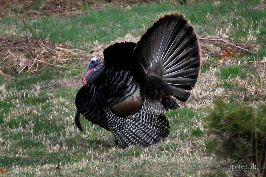 Animals Hd Wallpapers