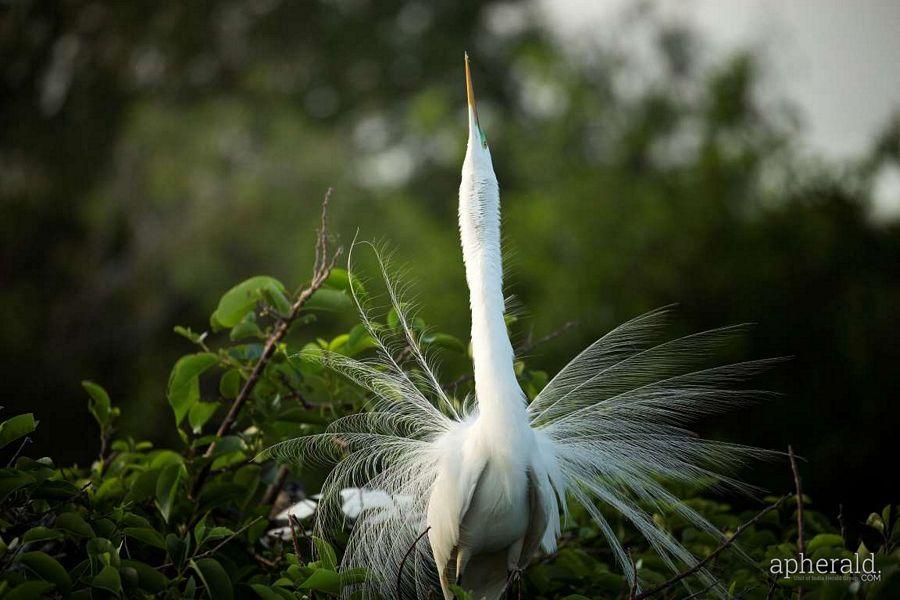 Animals Hd Wallpapers