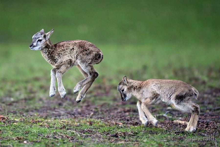 Animals Hd Wallpapers