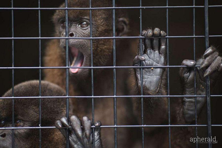 Animals Hd Wallpapers