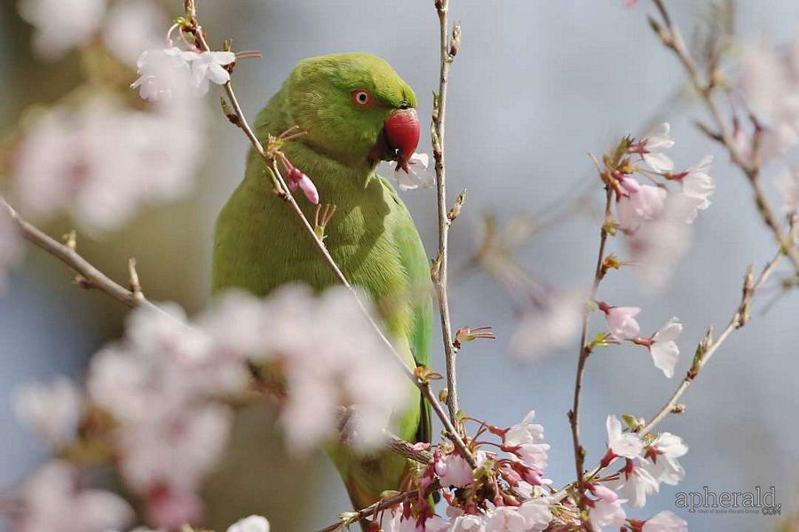 Animals Hd Wallpapers