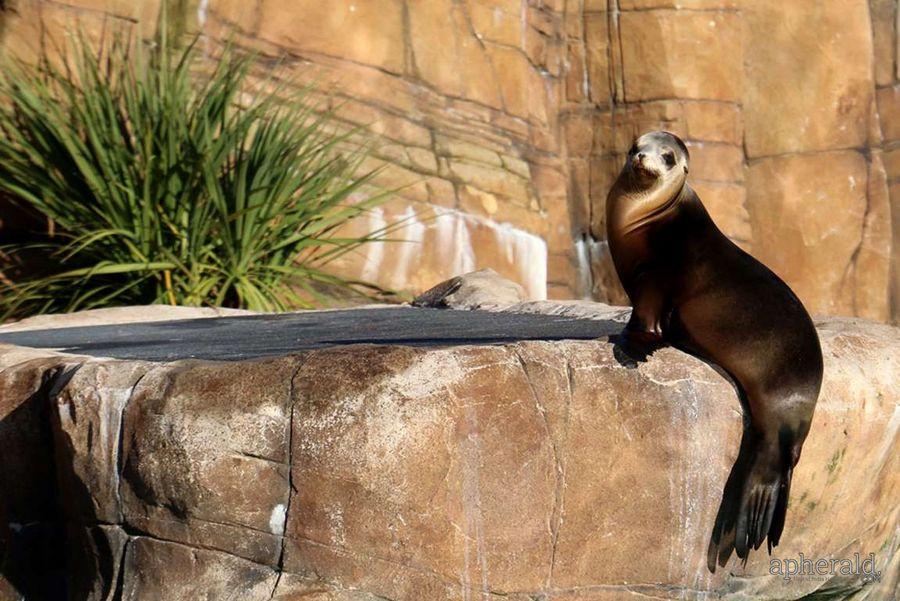 Animals Hd Wallpapers