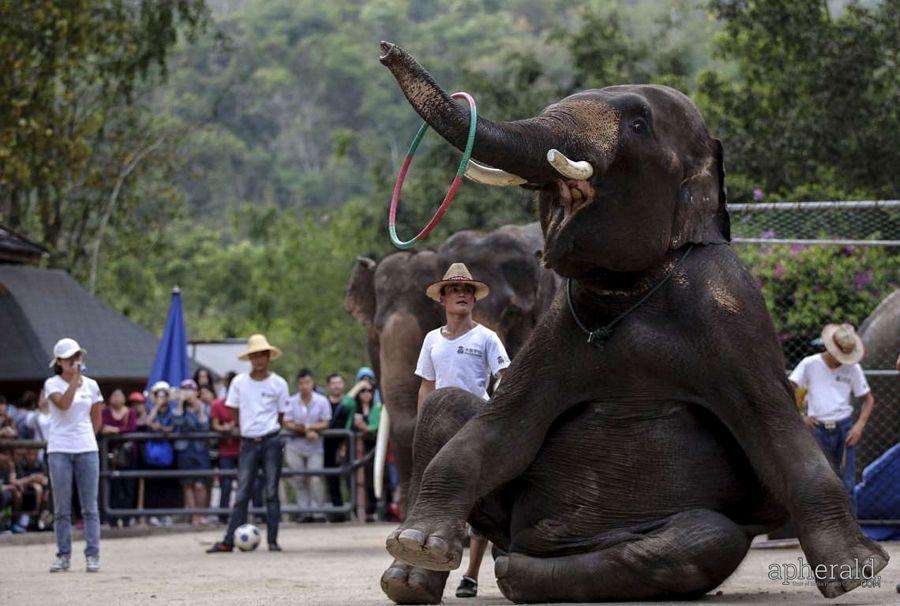 Animals Hd Wallpapers