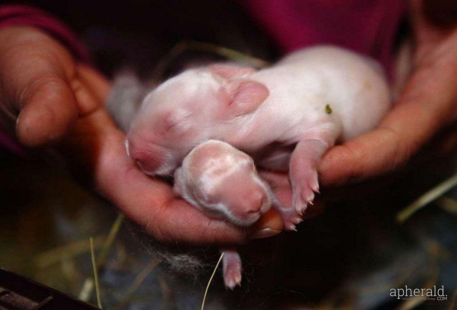 Animals Hd Wallpapers