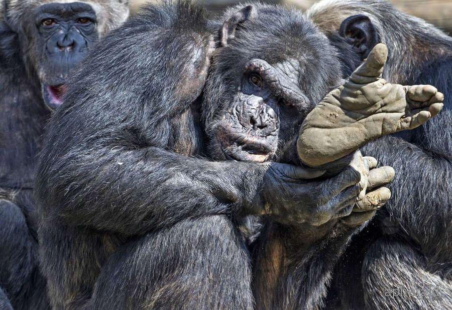 Animals Hd Wallpapers