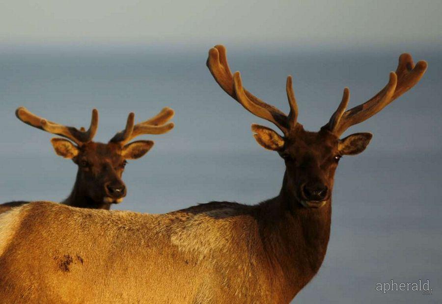 Animals Hd Wallpapers