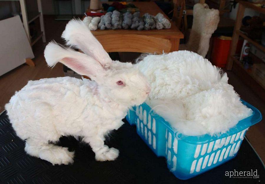 Animals Hd Wallpapers