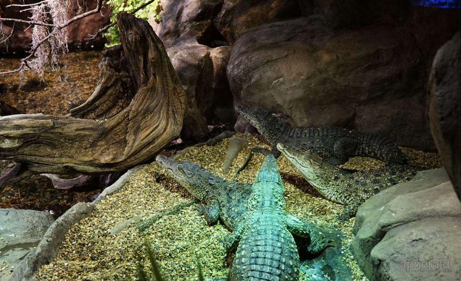 Animals Hd Wallpapers